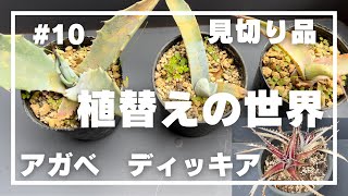 【植替え・発根管理】10 植替えの世界／見切り品として購入したアガベとディッキアの植替え [upl. by Carly]