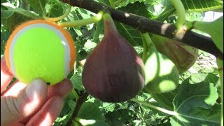 How To Grow Tennis Ball Size Figs At Home [upl. by Mitchel]