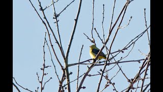 Scarlet Tanager Northowram West Yorkshire November 2024 [upl. by Nylednarb317]