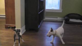 Mini Bull Terrier amp Italian Greyhound Puppies playing together [upl. by Devine]