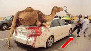 Dangerous Camel Qurbani 2024 ll Camel Farming [upl. by Korry]