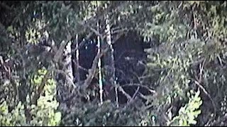 MAN TAKES A PHOTO OF SASQUATCH IN OHIO COULD THIS BE THE REAL THING [upl. by Haridan945]