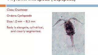 Zooplankton types amp their images and identification [upl. by Relyk]