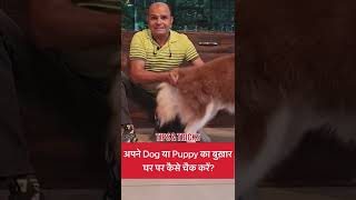 SPECIAL TIPS AND TRICKS BY MR BAADAL BHANDAARI ON HOW TO CHECK BODY TEMPERATURE OF THE DOGS [upl. by Bilek]