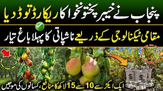 Pakistans Most Advanced Technology  Pear farming in Pakistan  How to Grow Pear in Pakistan [upl. by Lacsap]