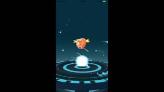 Perfect IV 100 Magikarp 188 CP Evolve to Gyarados  High CP Pokemon Go [upl. by Rossi]