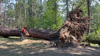 Fallen tree huge root ball release [upl. by Ladonna]