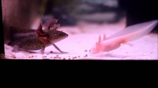 Axolotls eating pellets [upl. by Aicilaanna]