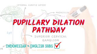 Pupillary dilation pathway  Neuroaholics [upl. by Ardnic]