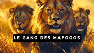 La troupe de lions la plus meurtrière ayant jamais existé  Les lions Mapogos 🐾 [upl. by Eneroc135]