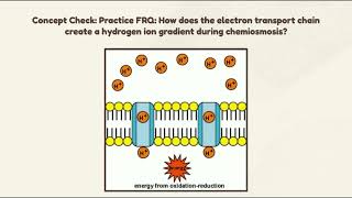 AP Bio Respiration Project ETCChemiosmosis [upl. by Mayworm]