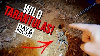 Aphonopelma seemanni  Wild Tarantula Documentary [upl. by Mavis920]