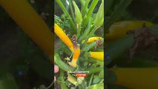 Pourquoi les courgettes pourrissent [upl. by Goff374]