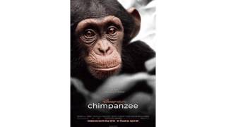 Chimpanzee Movie CLIP  Swingin 2012 Disney Nature Movie HD [upl. by Wolbrom]