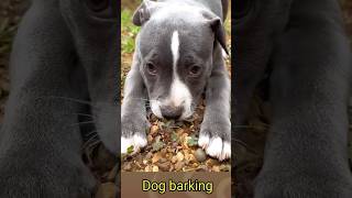 Dog barking sounds for dogs 🐕155kviralshorts [upl. by Ynnol]