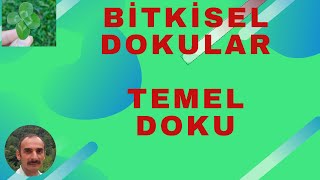 BİTKİLER BİTKİSEL DOKULAR  TEMEL DOKU [upl. by Effie]