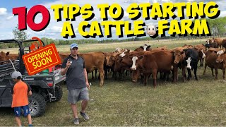 Starting a Beef Cattle Farm 10 TIPS for beginners to start a Cattle Ranch [upl. by Enajaras]