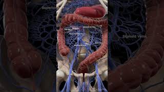 Veins of the small and large intestine anatomy 3dmodel [upl. by Annayd]