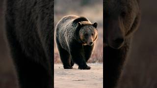 Like A Boss Brown Bear bear brownbears wildanimals animals [upl. by Sulrac]