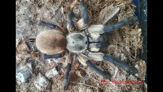 Краткое описание вида паука птицееда Monocentropus balfouri [upl. by Aneeled]