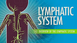 Lymphatic System Crash Course Anatomy amp Physiology 44 [upl. by Pardo808]