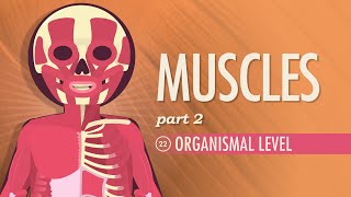 Muscles Part 2  Organismal Level Crash Course Anatomy amp Physiology 22 [upl. by Royden876]