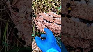 Wasp nest in the bush nature bee [upl. by Seidule]