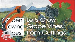 Lets Grow Grape Vines from Cuttings [upl. by Oknuj]