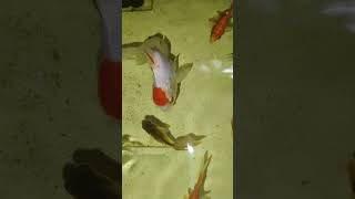 Fi fish guppy aquarium fishing tamil trend [upl. by Swirsky]