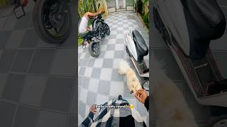 Charlie bike round everyday 🐕😂 bengaluru doglover charlie [upl. by Stacy]