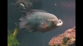 UWAGA dla niektórych może wydać się drastyczne Karmienie pielęgnic Gupikami Cichlids feeding [upl. by Bronnie625]