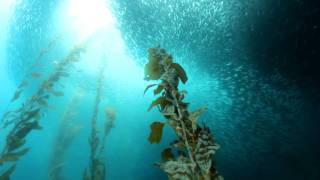 Baits sealion and bat rays at Cortes Bank [upl. by Odraccir]