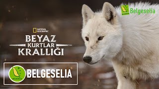 Beyaz Kurtlar Türkçe Dublaj HD Belgesel izle  Belgeselia [upl. by Oconnor]