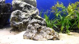 112 liters aquarium optiwhite first day [upl. by Iramaj]