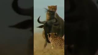 Group Of Cheetahs Vs Only One Wildebeest shorts [upl. by Plate]