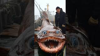 Giant Deep Sea Creature Caught by Fishermen🐙🦑🦀deepseafishing giantseacreature fishingexploration [upl. by Otiv472]