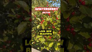 One of my favorite Bushes  Winterberry shorts [upl. by Zetneuq]