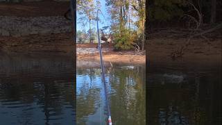 November Largemouth Plopper Fishing Lake Lanier [upl. by Aliek]