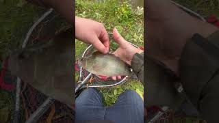 Canal fishing for perch and pike fishing carps [upl. by Anairam]