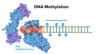 Introduction to epigenetics  LearnOmicsLogiccom [upl. by Eppie]