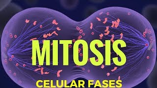 mitosis fases explicadas [upl. by Hallvard687]