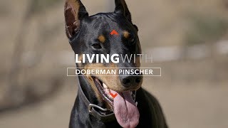 ALL ABOUT LIVING WITH DOBERMAN PINSCHERS [upl. by Nossila]