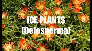 Ice Plants Delosperma [upl. by Idell]