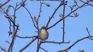 Bewicks Wren [upl. by Anihsat998]