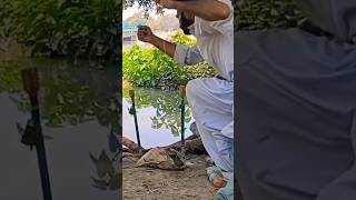 Big wallago catfish fishing at Adhi Kot Khushab [upl. by Dino]