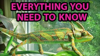 ULTIMATE VEILED CHAMELEON CARE GUIDE [upl. by Adirem]