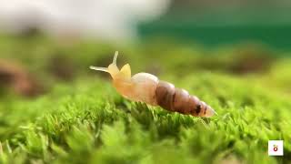 Slow Motion of a Spike Awlsnail [upl. by Selohcin452]