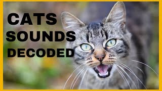 8 Cat Vocalization Decoded What Your Cat Is Trying To Tell You cat catlovers catbehavior [upl. by Eirovi415]