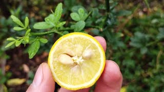 Cold Hardy Citrus in New York  Trifoliate Orange Poncirus Trifoliata [upl. by Aynas]