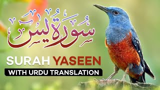 Surah Yasin  Yaseen  with Urdu Translation  Quran Tilawat Beautiful Voice  Hindi Tarjuma [upl. by Nemzaj]